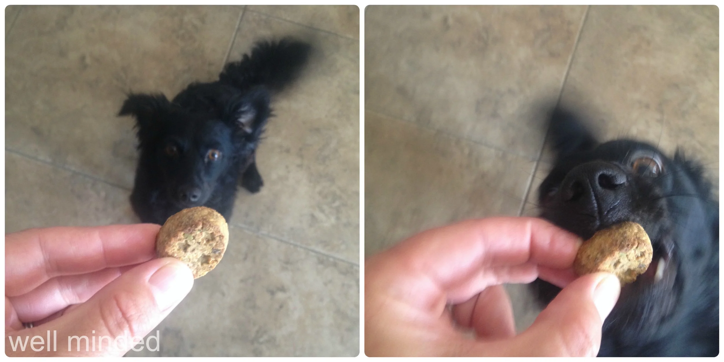 Gypsy's review. Treat consumed along with a portion of my finger. 