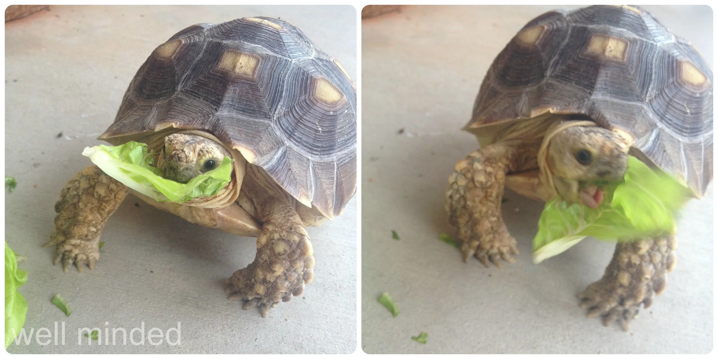 This guy loves to eat.