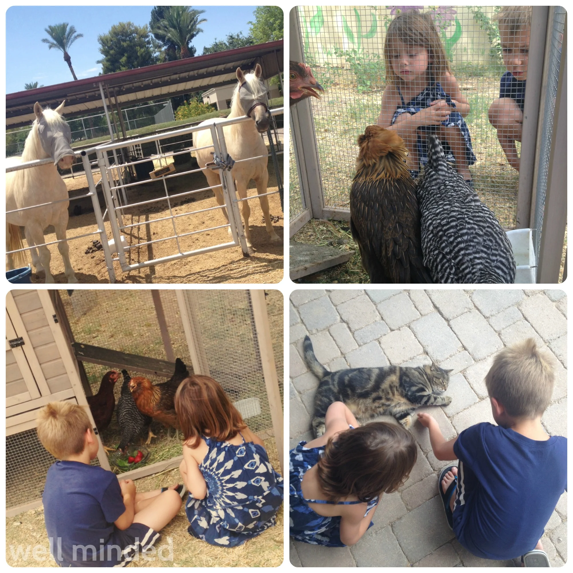 Admiring the horses, chatting with the chickens and giving the cat some love.