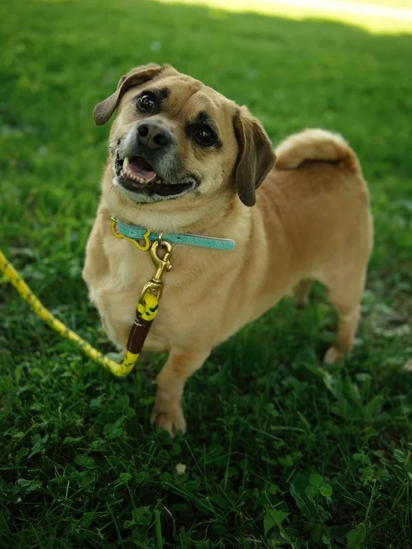 What a handsome fellow! Photo credit: Daily Dog Tag
