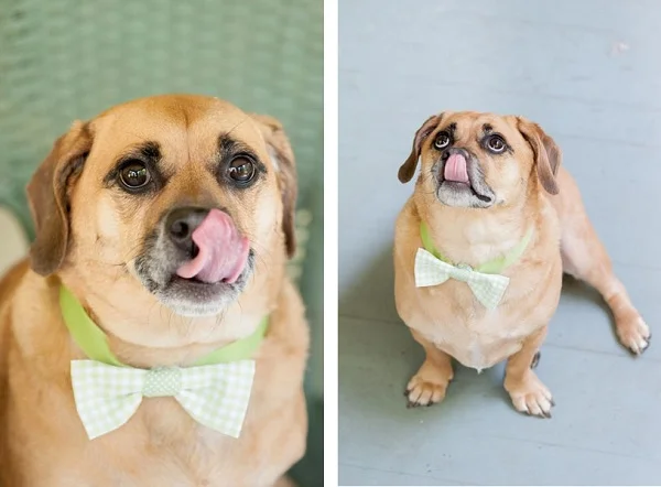 Theo looks ready to hit the hors d'oeuvres. Photo credit: Alice G. Patterson Photography via Daily Dog Tag