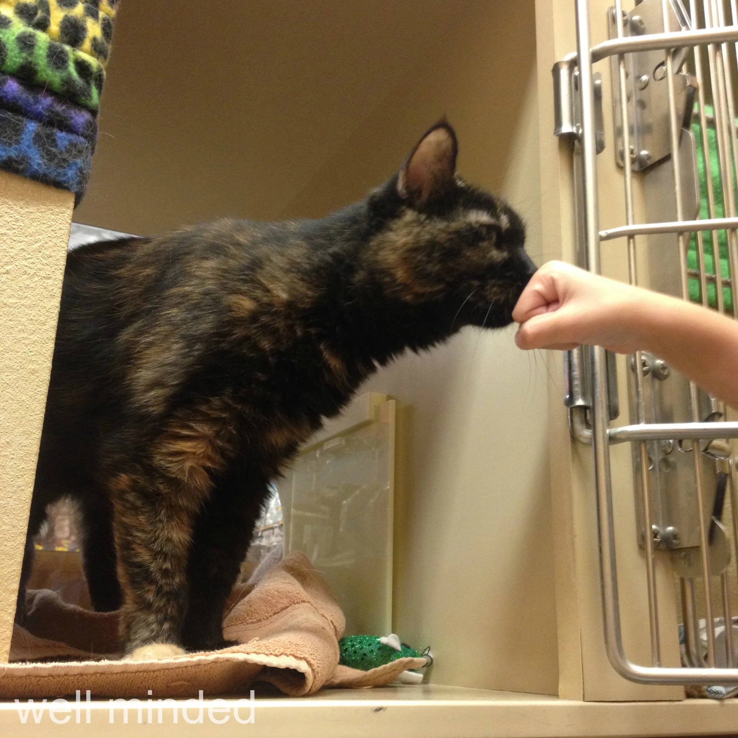 Porter gives Mango the safe greeting he learned in volunteer orientation. 