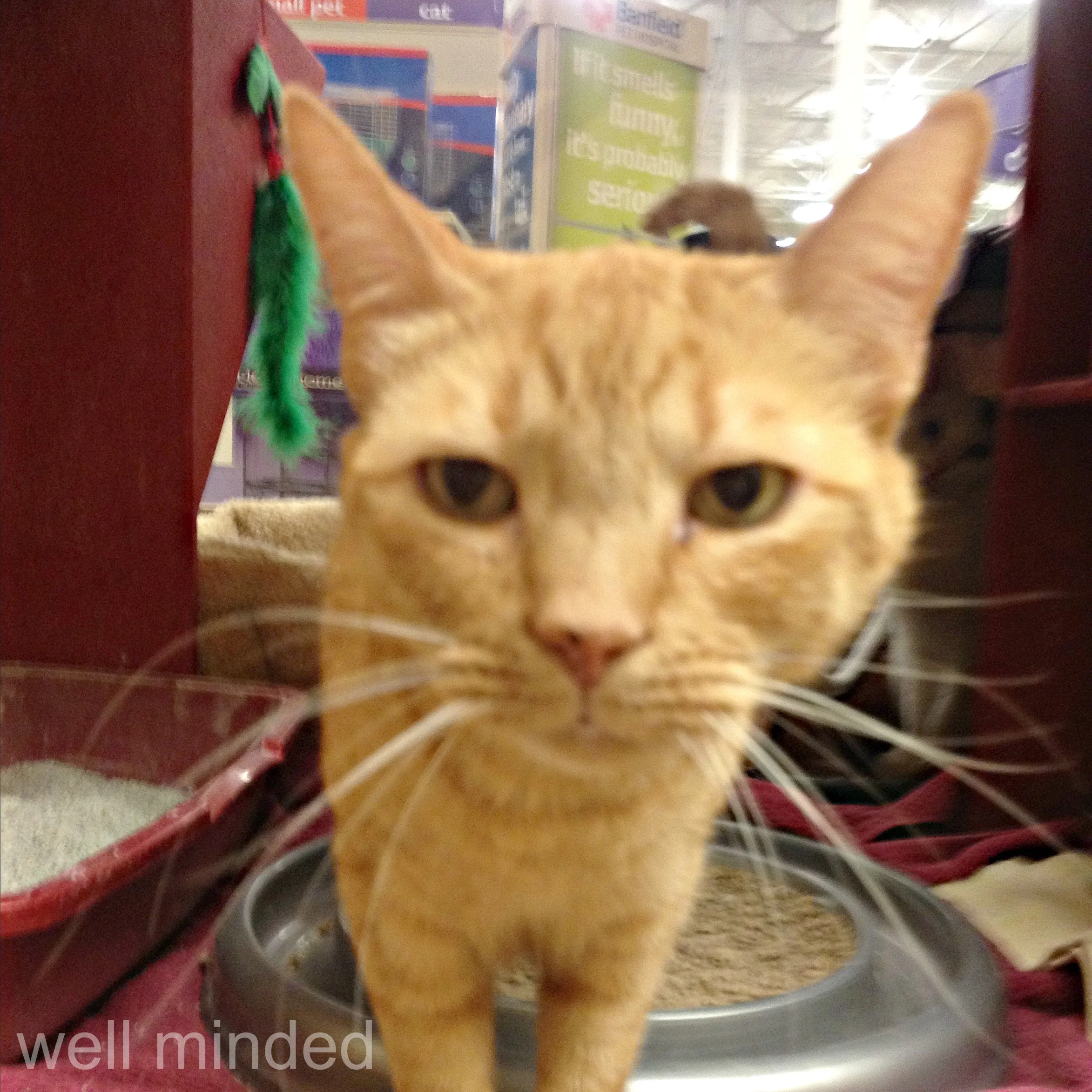 Ringo was ready for his close-up.