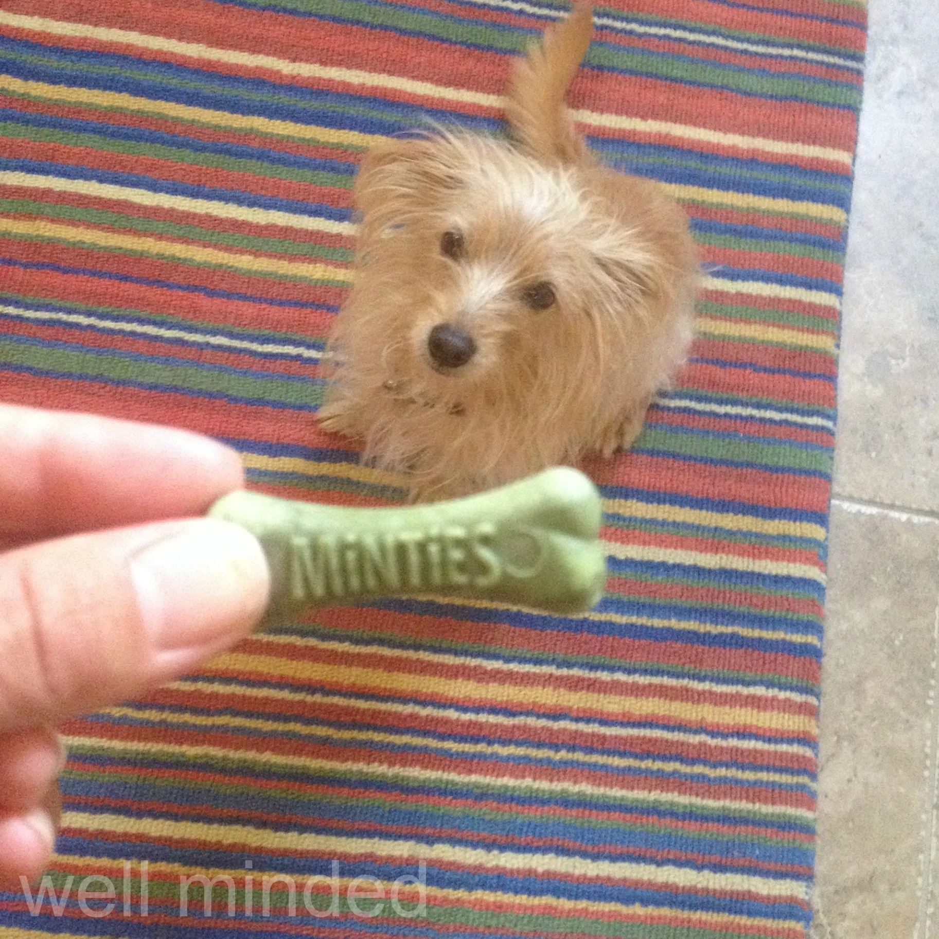 "You mean I get more? Guinea pigs have it made!"