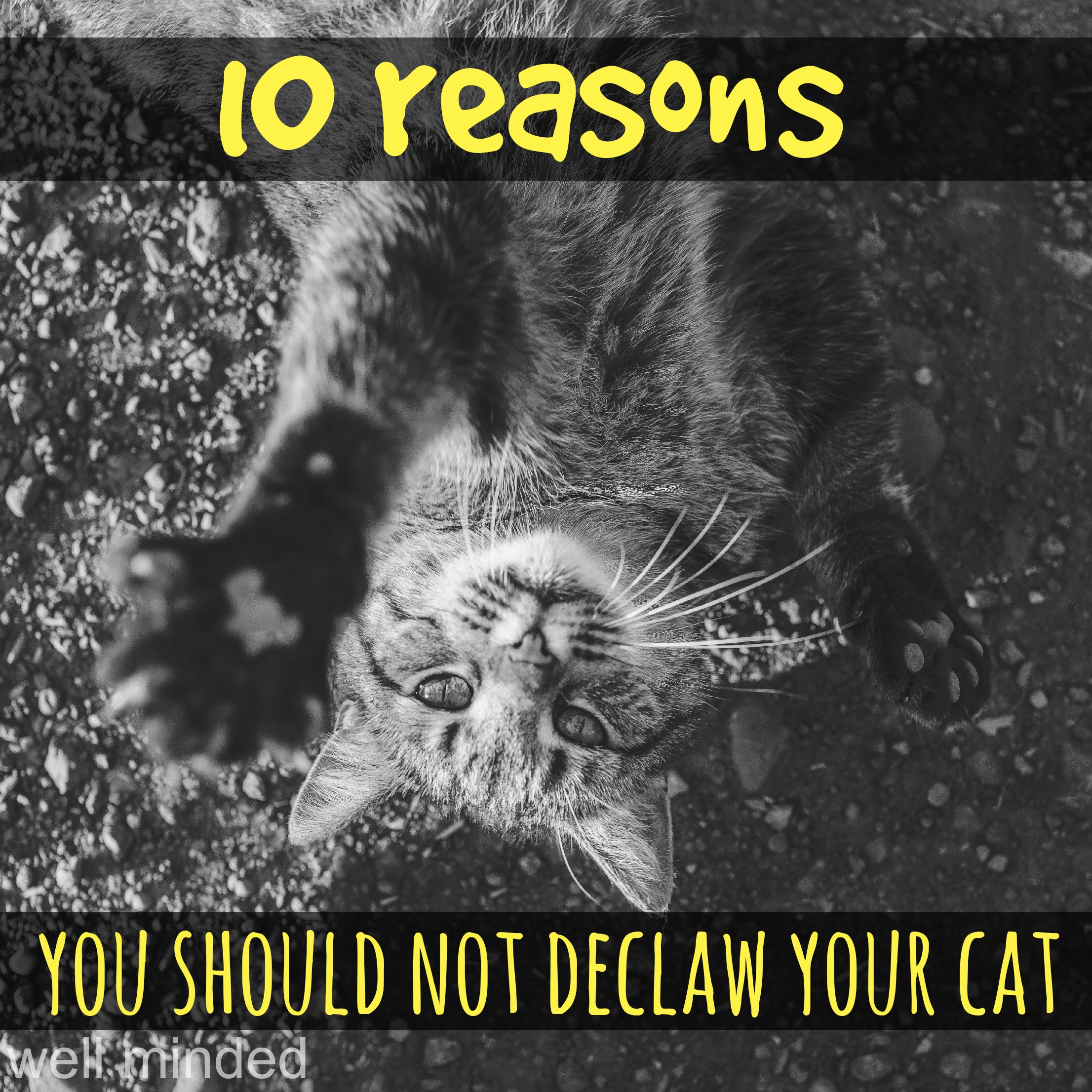 What Happens When You Declaw A Cat