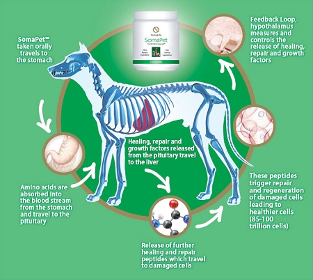 How SomaPet works.