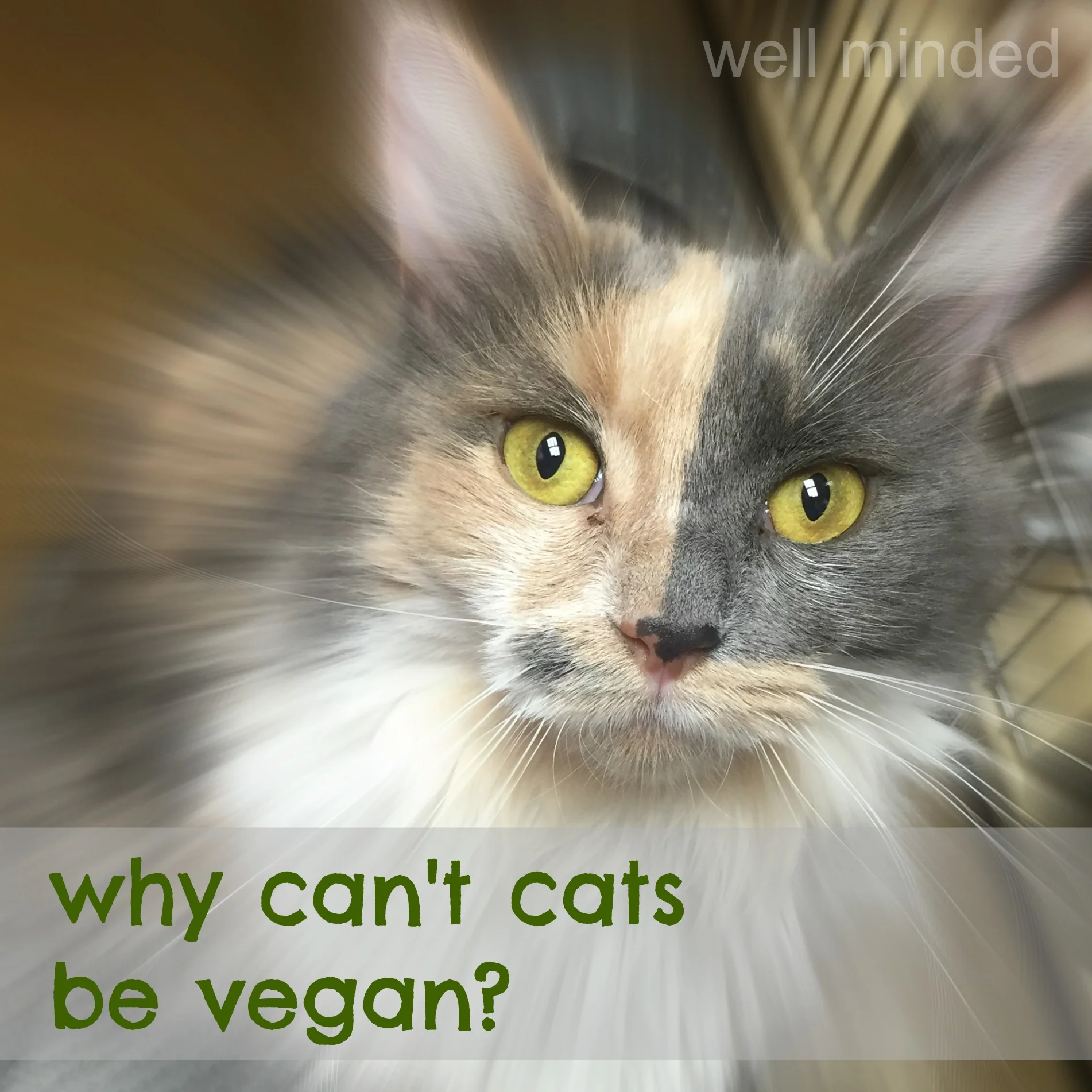 why can't cats be vegan? — well minded pets