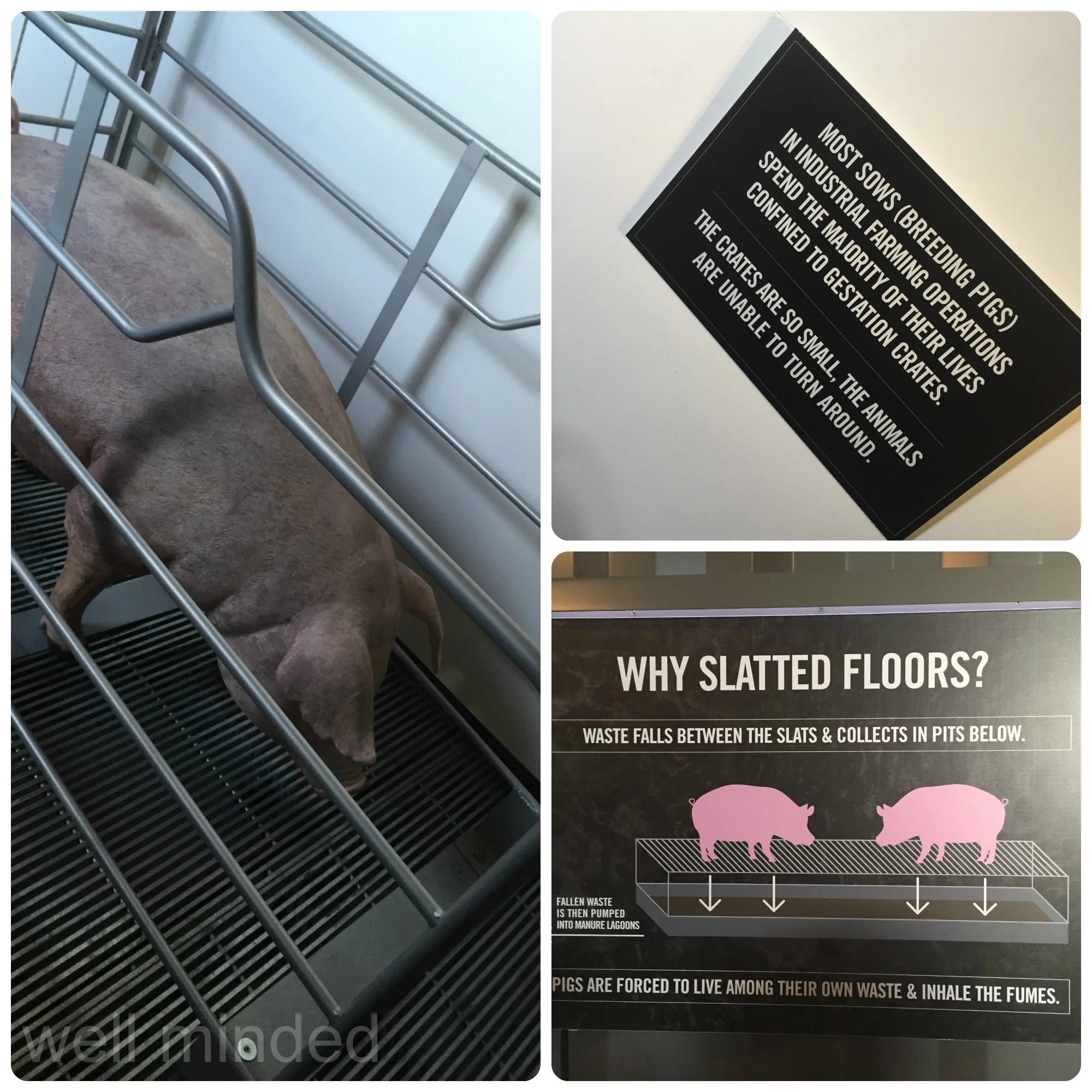 We viewed the conditions that factory-raised pigs face and learned some shocking facts.