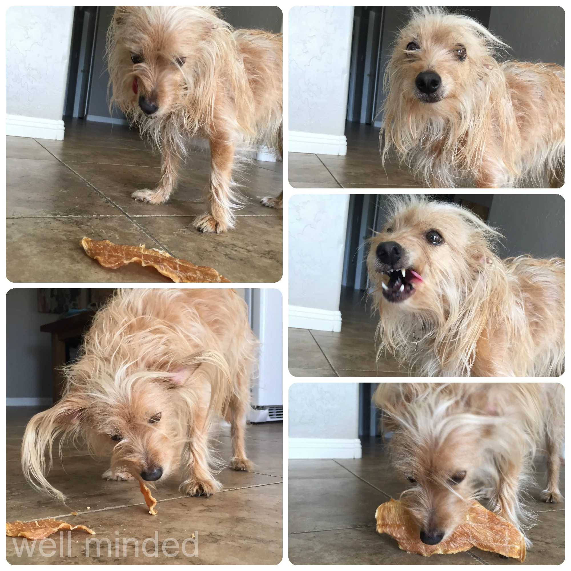 N.A.S.H.A. exhibiting the many faces of HTB Chop Lickin' Chicken "puppy crack."