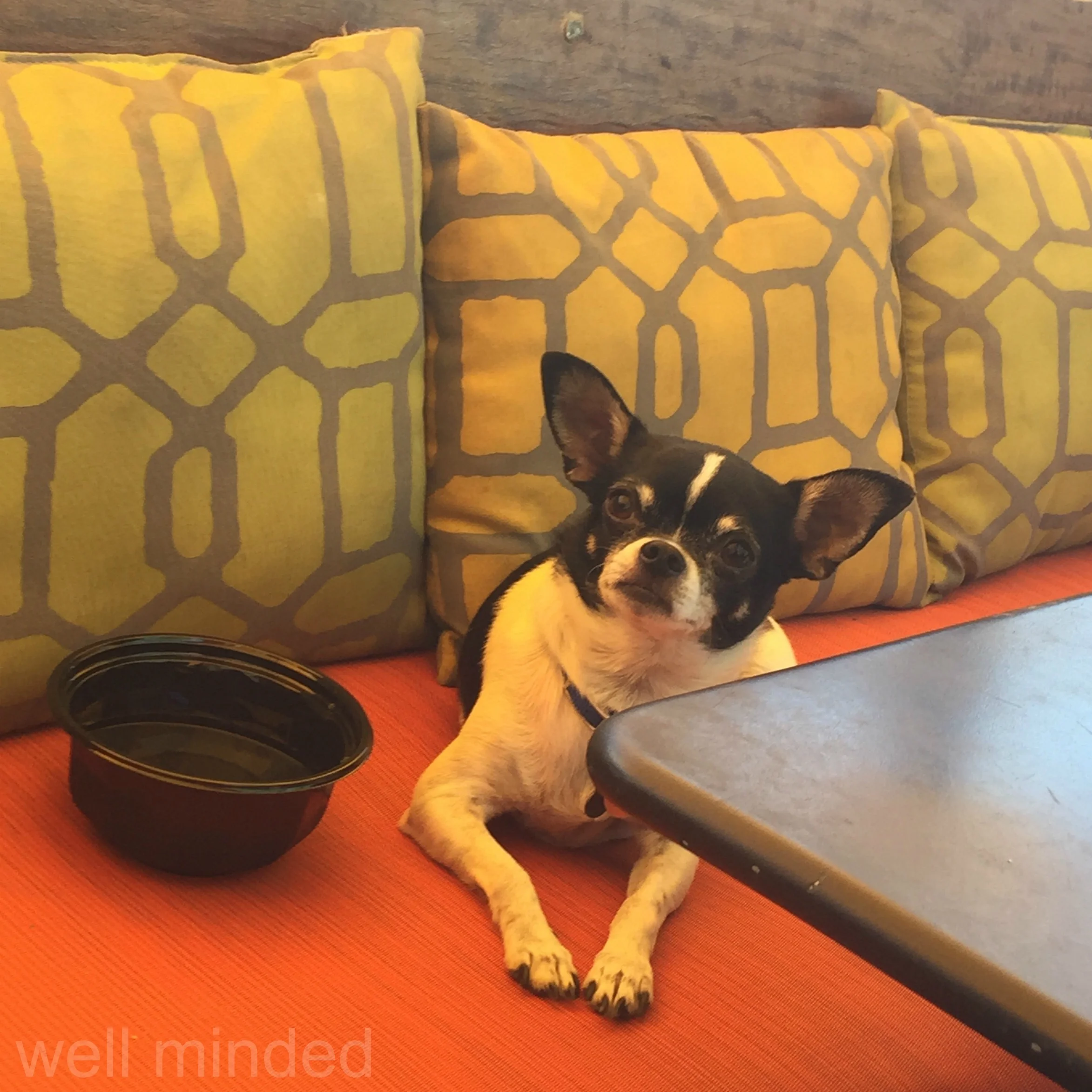 Dogs and kids love to eat out.