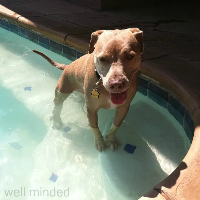 Make sure your dog knows where and how to safely exit the pool.