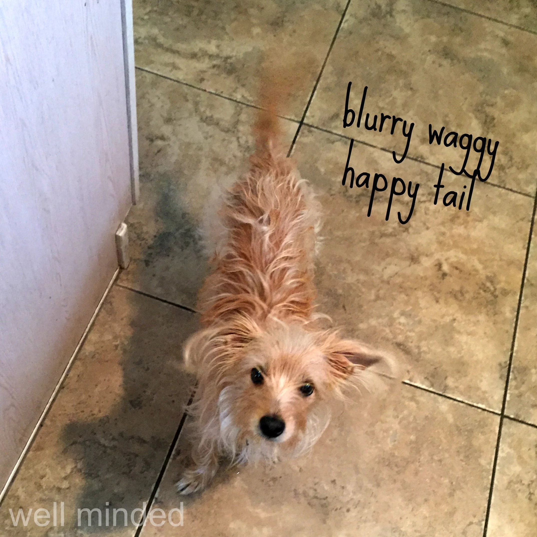 The PowerStew Blurry Waggy Happy Tail. It's official.
