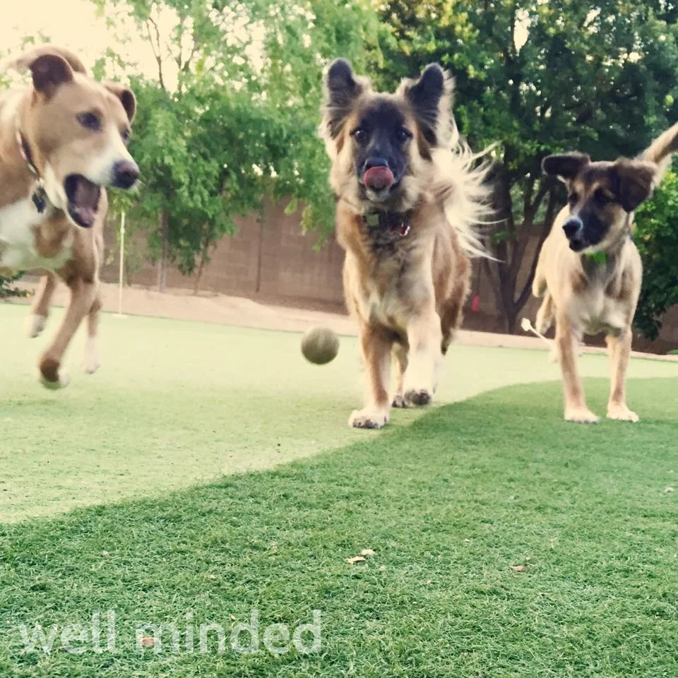 This was an early morning game of fetch with some special pooches. Their family was one of my first clients. None of these dogs was in the family when I first started caring for their pets. We've been through passings and happy times, and a lot together. This captures the personalities of these three, how we play together, and how fun they are, which makes me happy. 