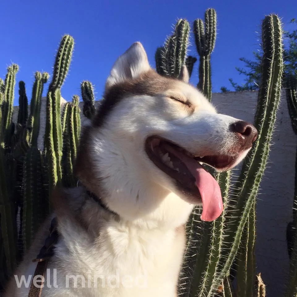 This pic I took just a couple of days ago. It's gotten a bit of attention because no one (on the ENTIRE planet, it seems) has ever seen a Husky in a desert environment. It makes me happy to let people know that we love (and take good care of) Huskies in the desert (this was an early morning walk, but temps were approaching 90 degrees). This guy is a brand new client of mine, and he's had some challenges in the past, so it makes me happy to let him shine.
