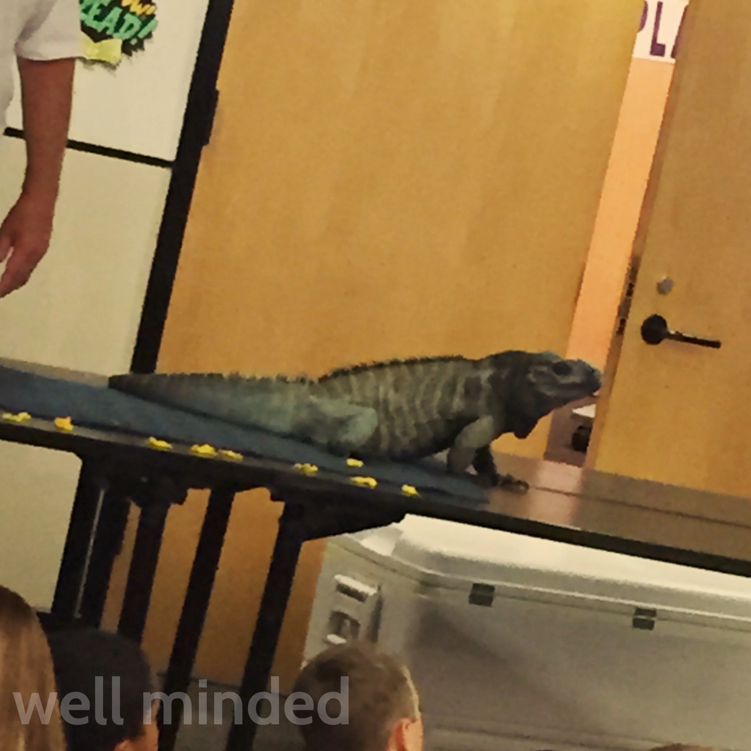 T-Bo, a 26-year-old Rhinoceros Iguana.