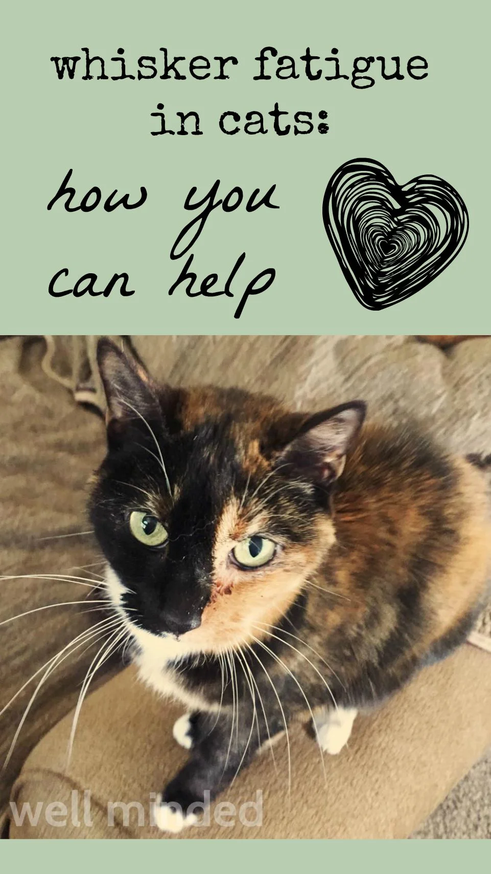 whisker fatigue in cats: how you can help. Discover the signs of whisker fatigue and learn how you can help your cat.