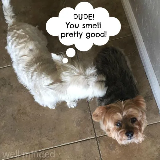 After barking at me for wiping Milo, Quigley thought better of his rash opinion.