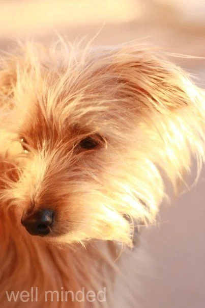 Our dog, N.A.S.H.A., is a Hurricane Katrina rescue.
