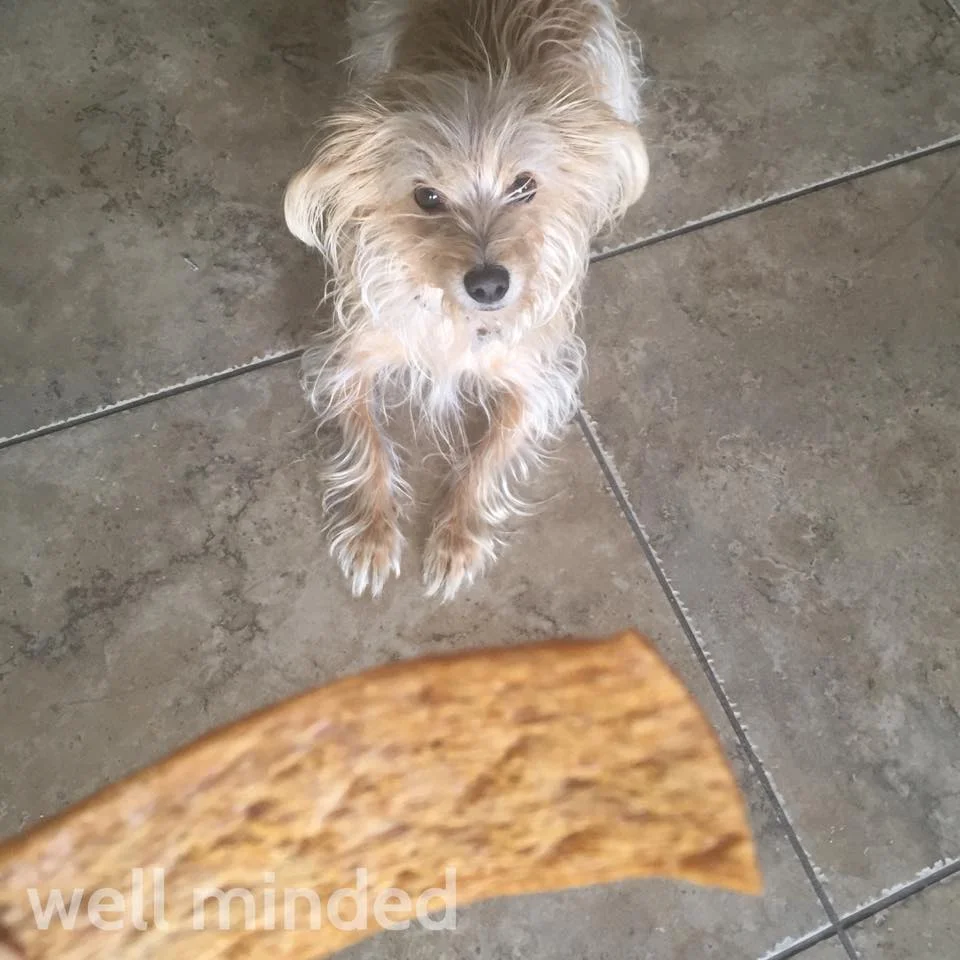 N.A.S.H.A. waits for her treat semi-patiently in the "down" position.
