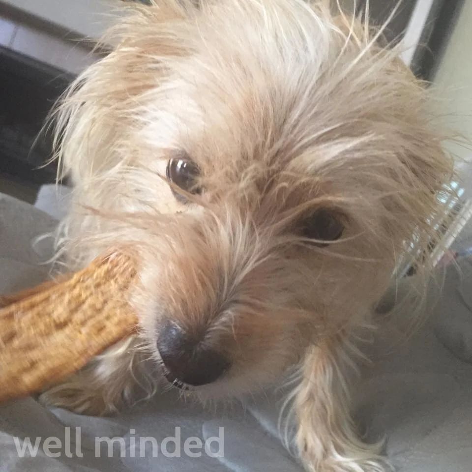 If N.A.S.H.A. had thumbs, she'd give Betsy Farms' Natural Chicken Jerky Recipe Treats two thumbs up (and she particularly liked the large portion). 