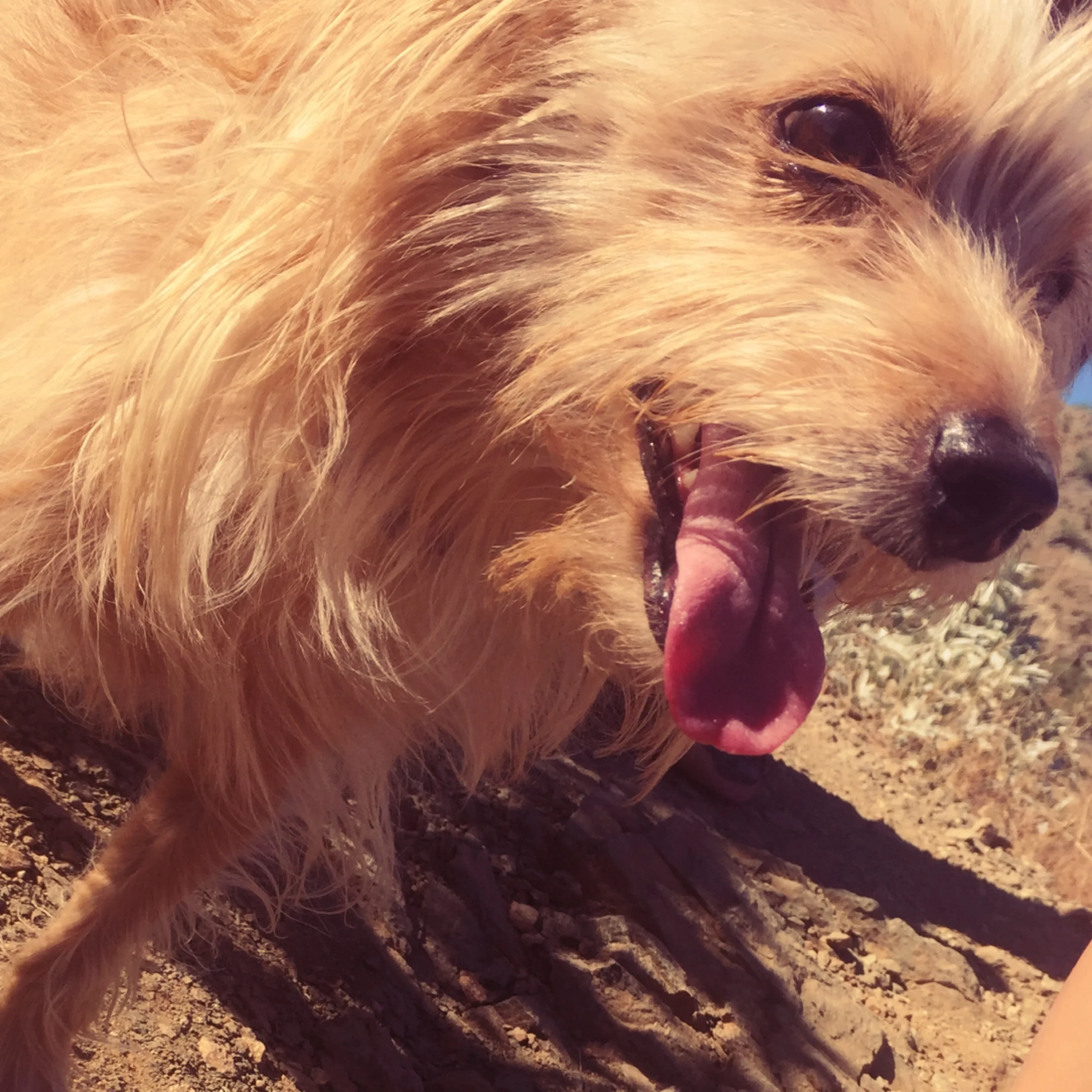 Proper nutrition helps N.A.S.H.A. feel great during our family hikes.