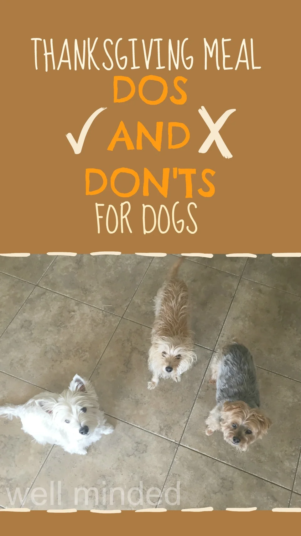 We love our little beggars, but here are some Thanksgiving meal dos and don'ts for dogs.