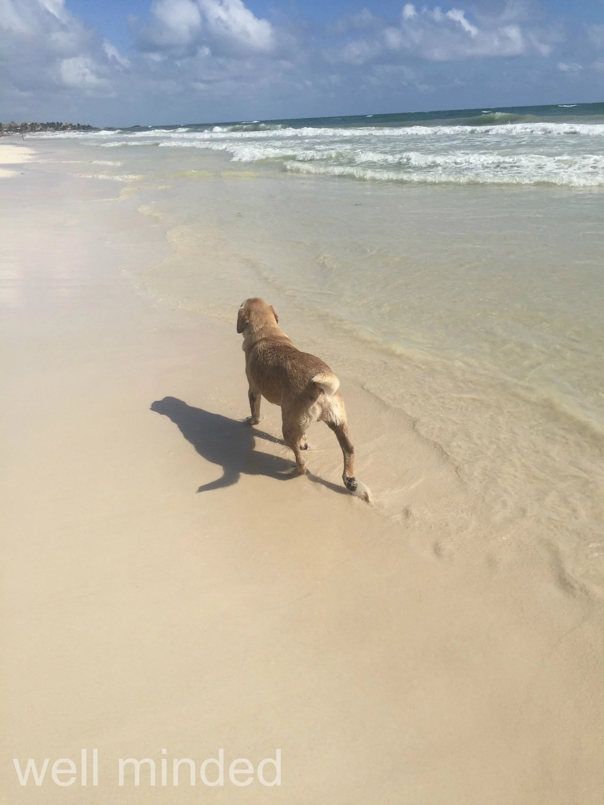 Dog_on_beach_with_paw_prints_Tulum.jpg