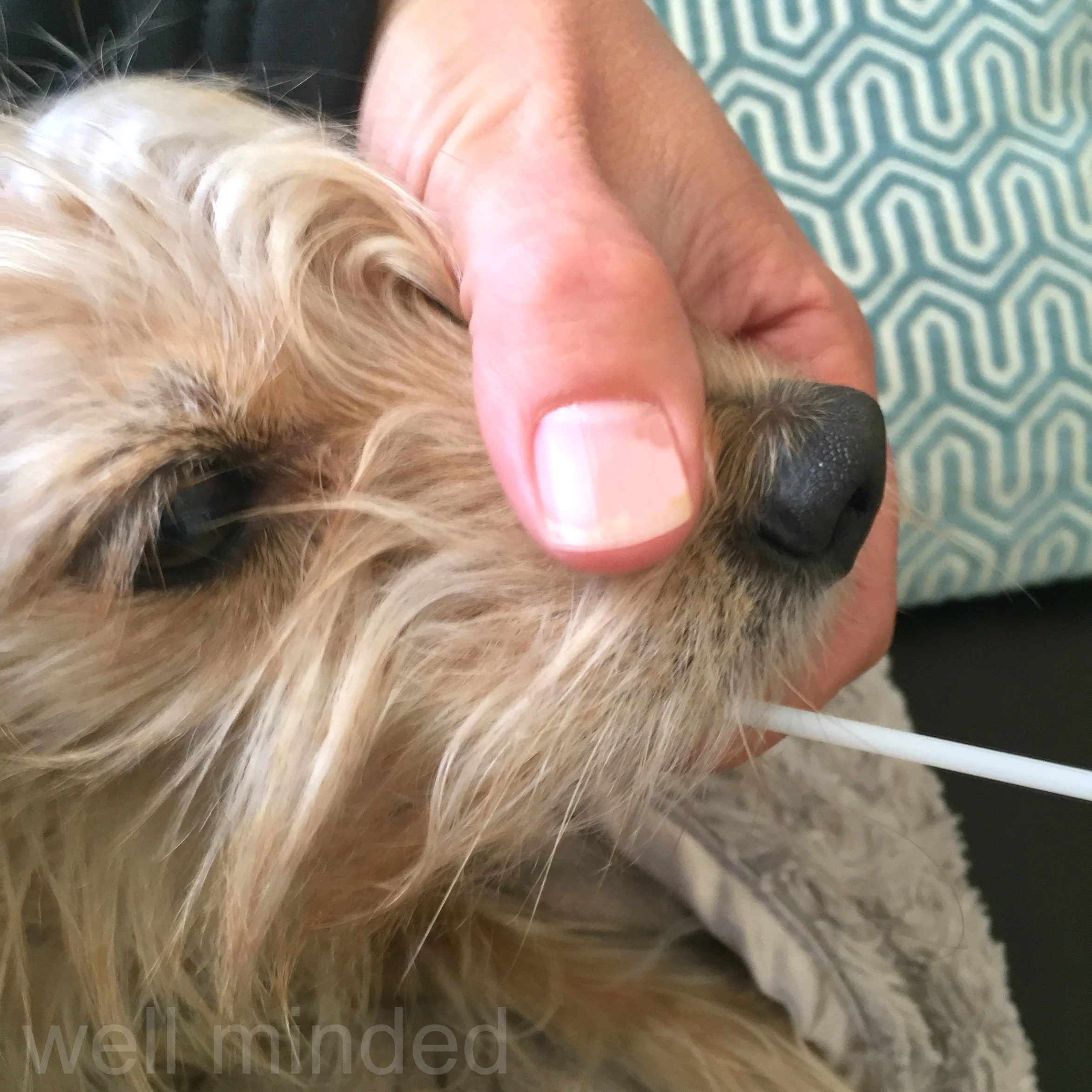 It just took a gentle touch–no duct tape required ;)–to swab N.A.S.H.A.'s cheek.
