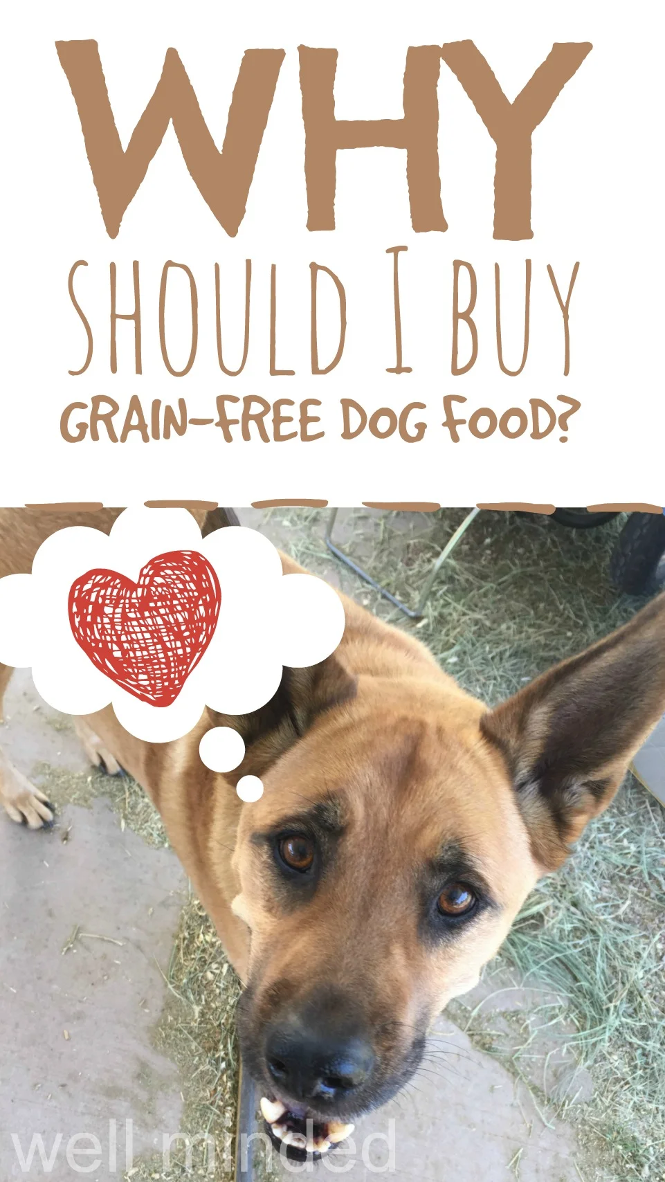 Why should I buy grain-free dog food?–Well Minded