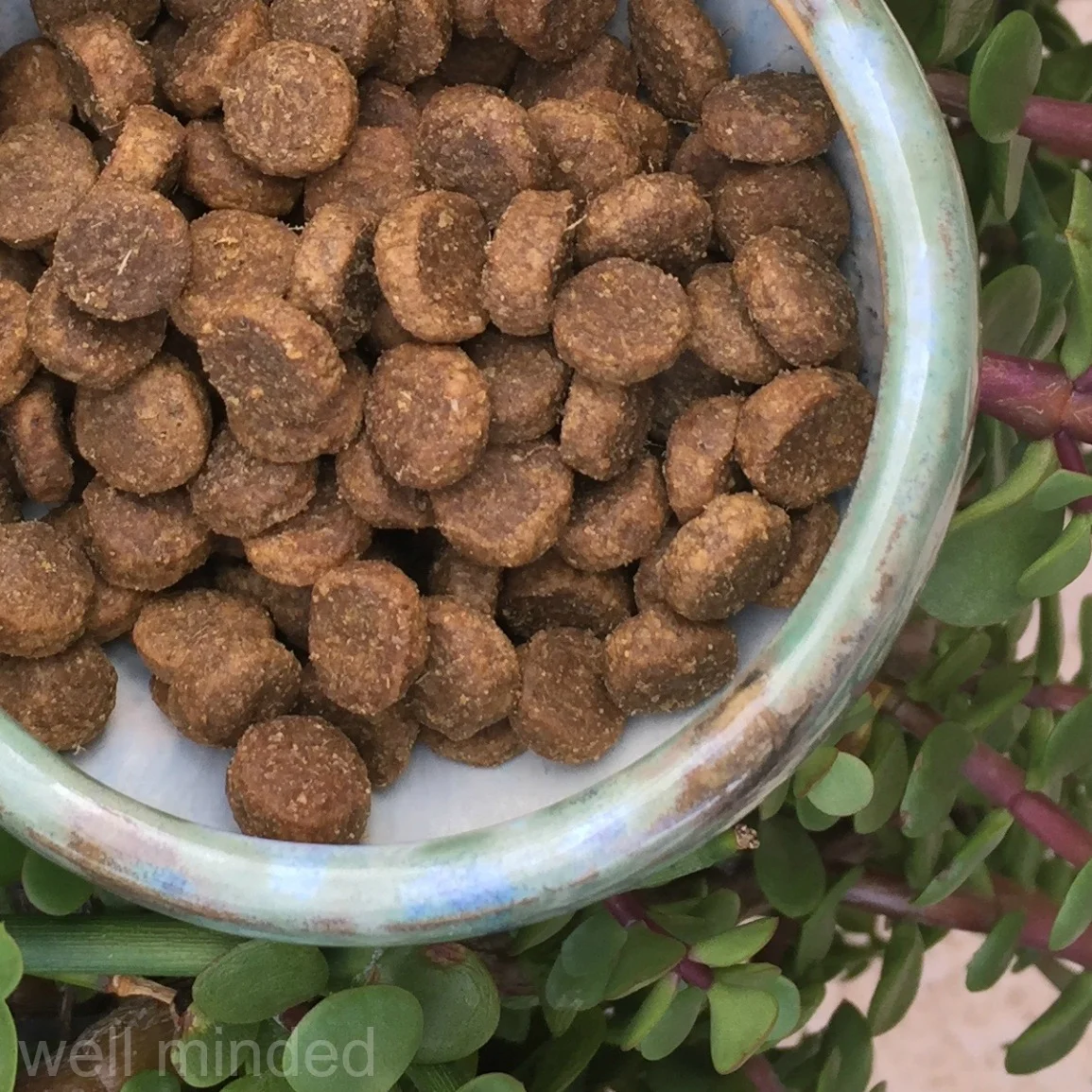 Brothers Complete Dog Food is a great grain-free option. 