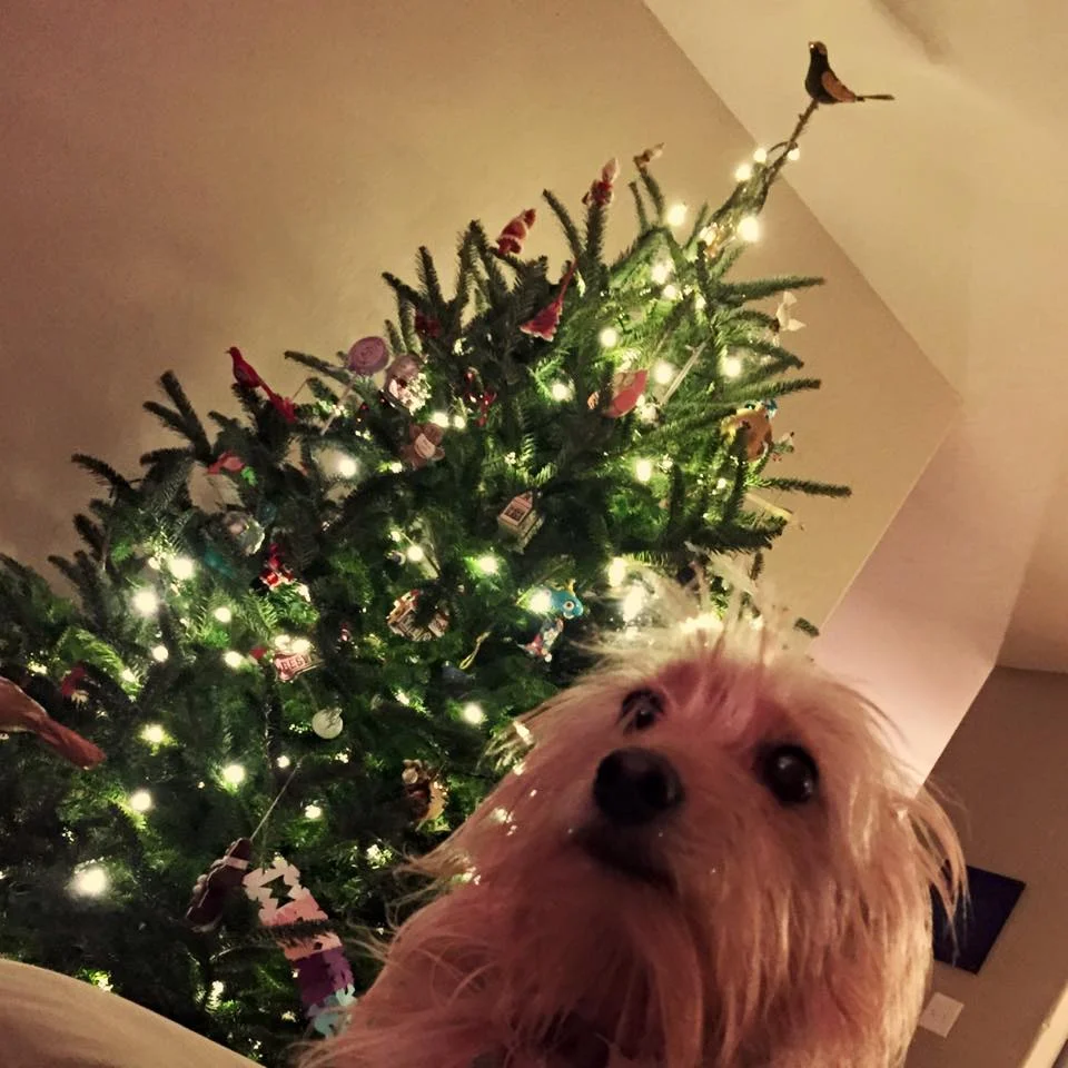 Top 10 Reasons Dogs Don't Bark at Santa, According to My Kids