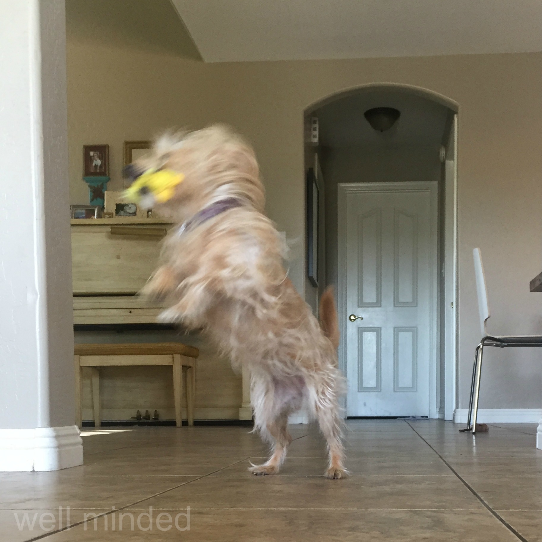 "Nope. Blog post." Must...combat...the...crinkle. Will play like a wild wolf with my ducky, instead. The struggle is real. –wellmindedpets.com