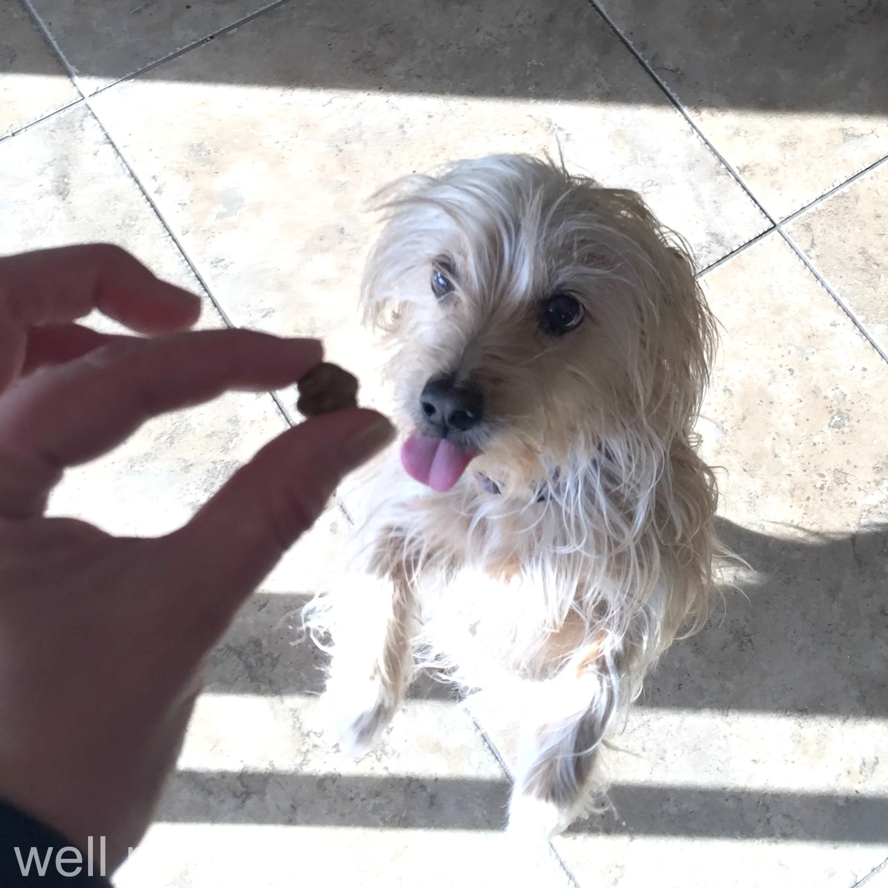 N.A.S.H.A. runs through her repertoire of tricks to earn more treats.