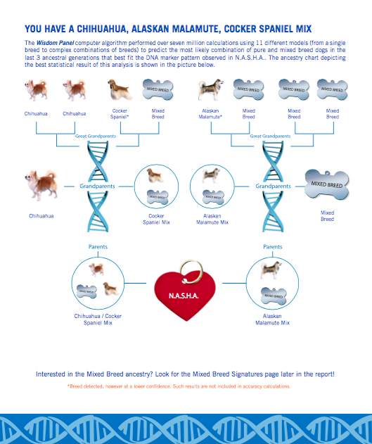 The results of our Wisdom Panel 3.0 Canine DNA Test