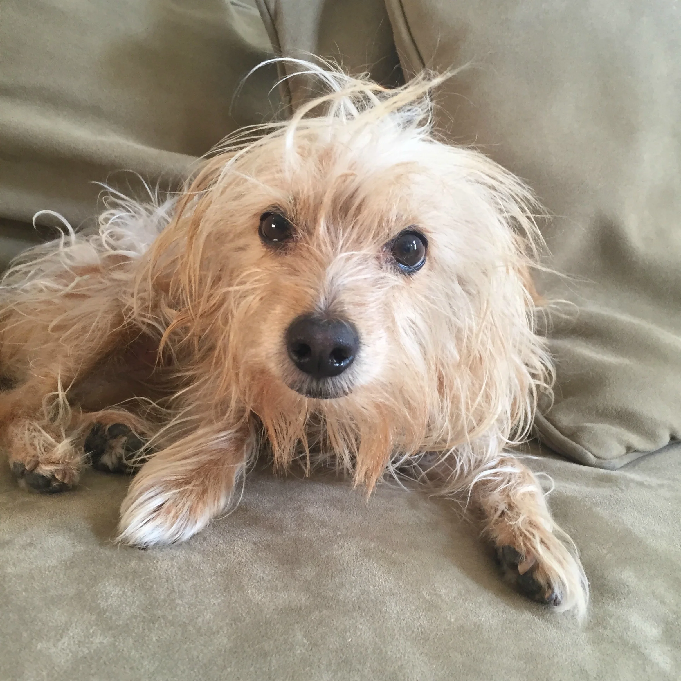cocker spaniel mixed with chihuahua
