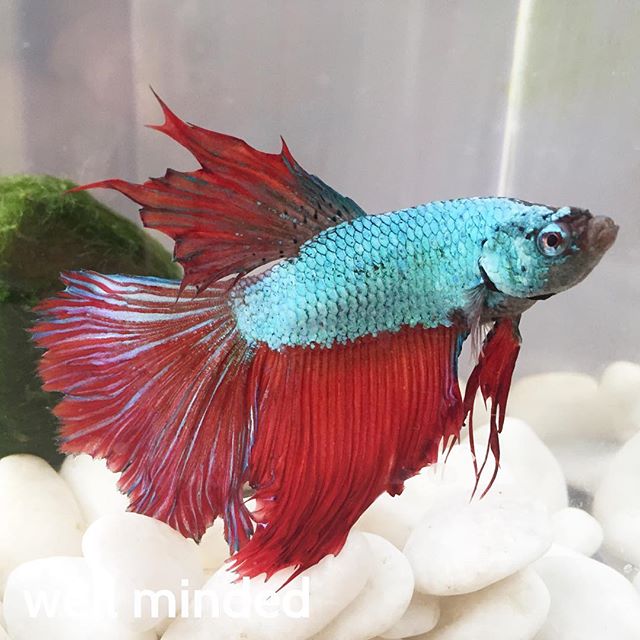 Our #betafish, Roosevelt, is showing off!