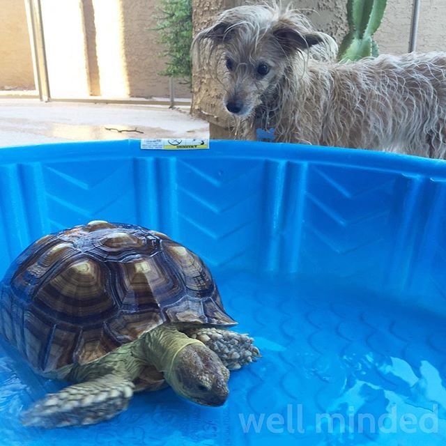 Cooling off on a hot afternoon. #dog #sulcata