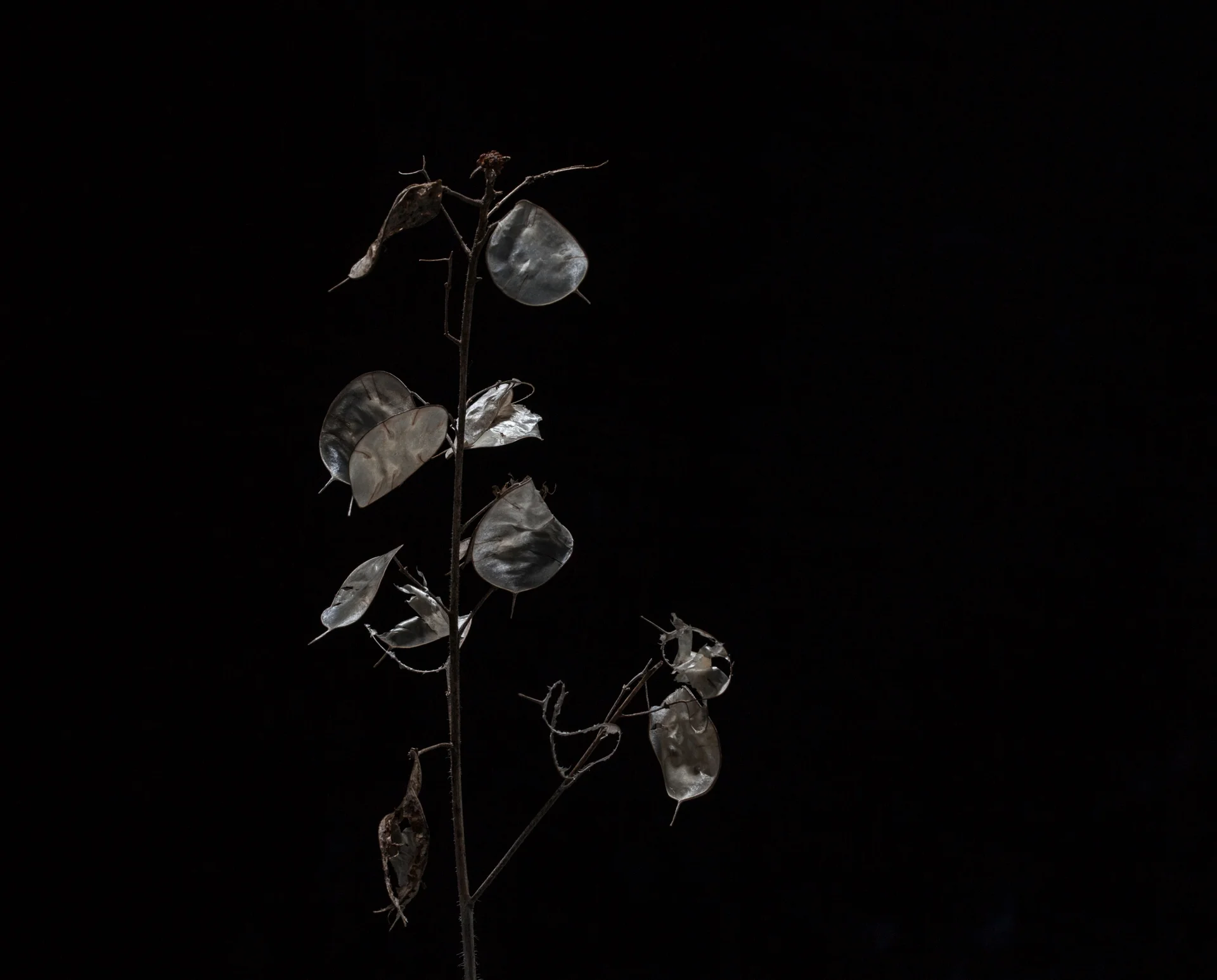 plant.jpg