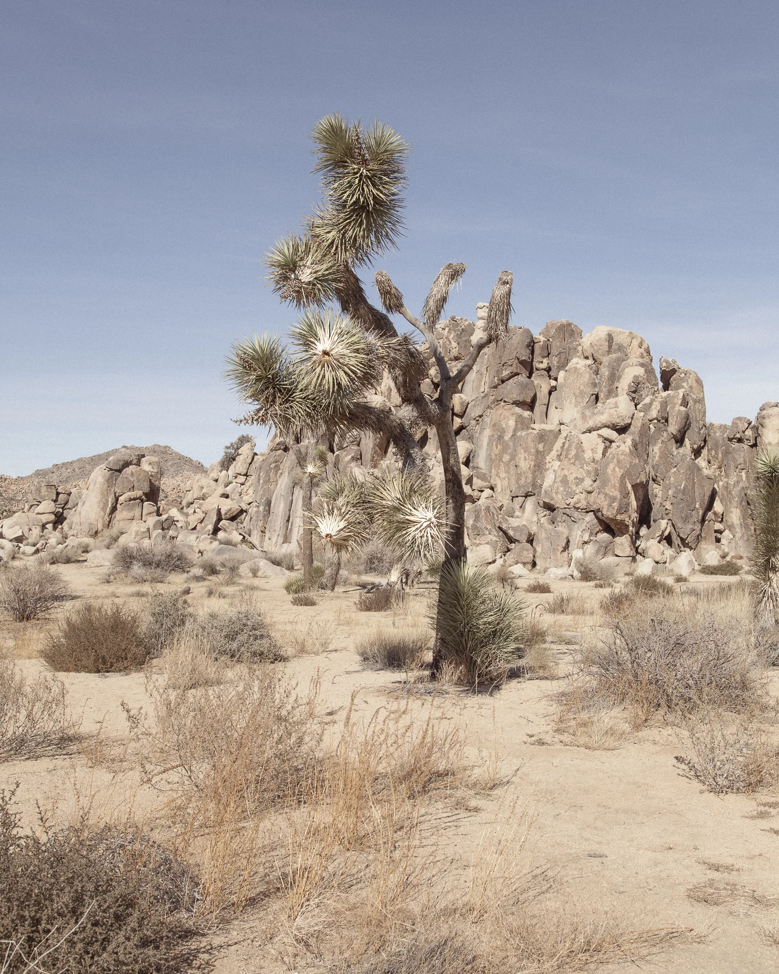 desert2-6291.jpg