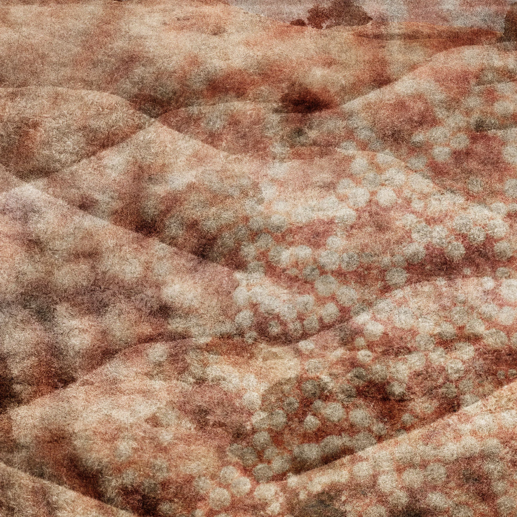 Tamalpais Protea 4