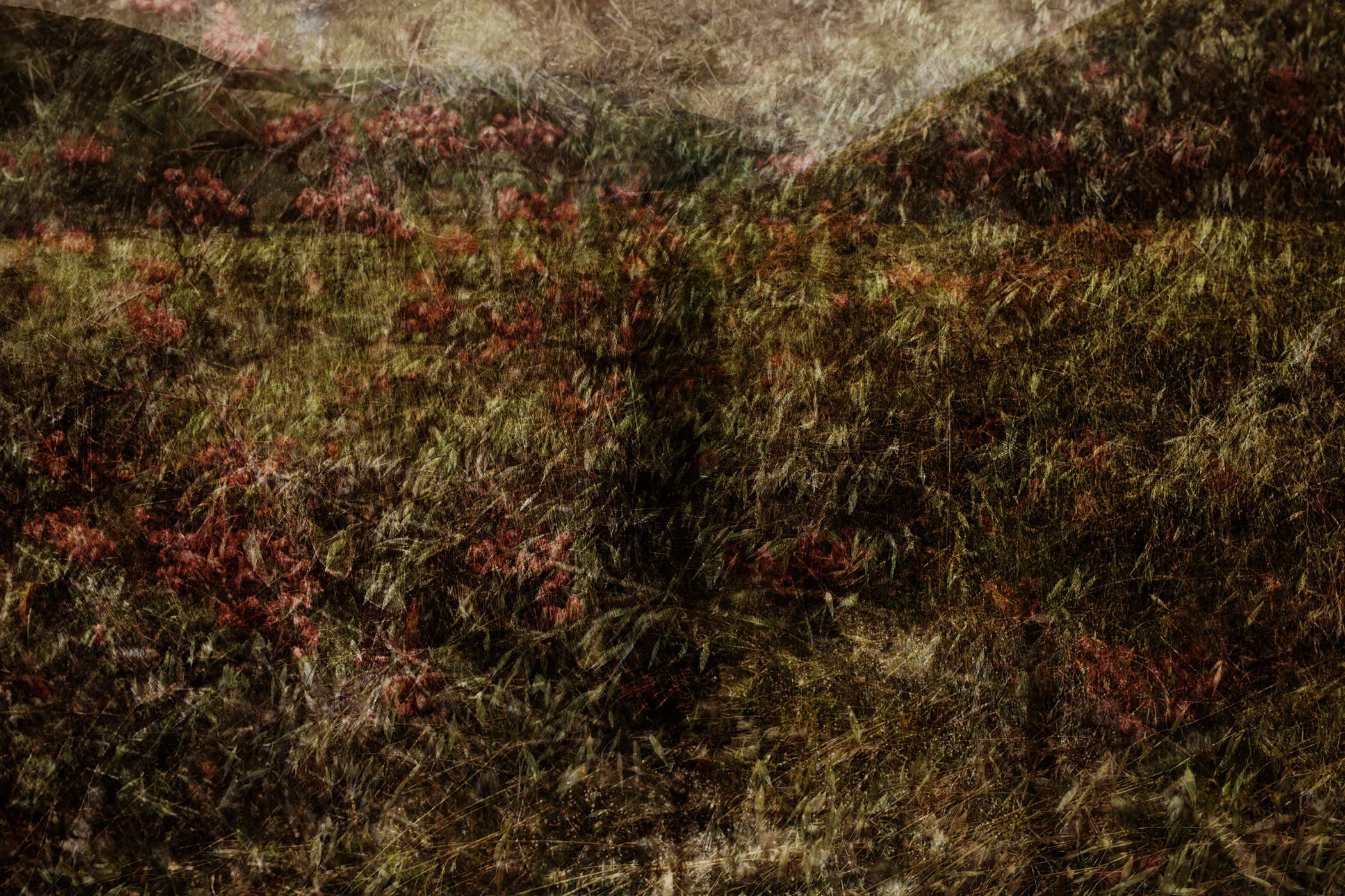 Marin Landscape 1