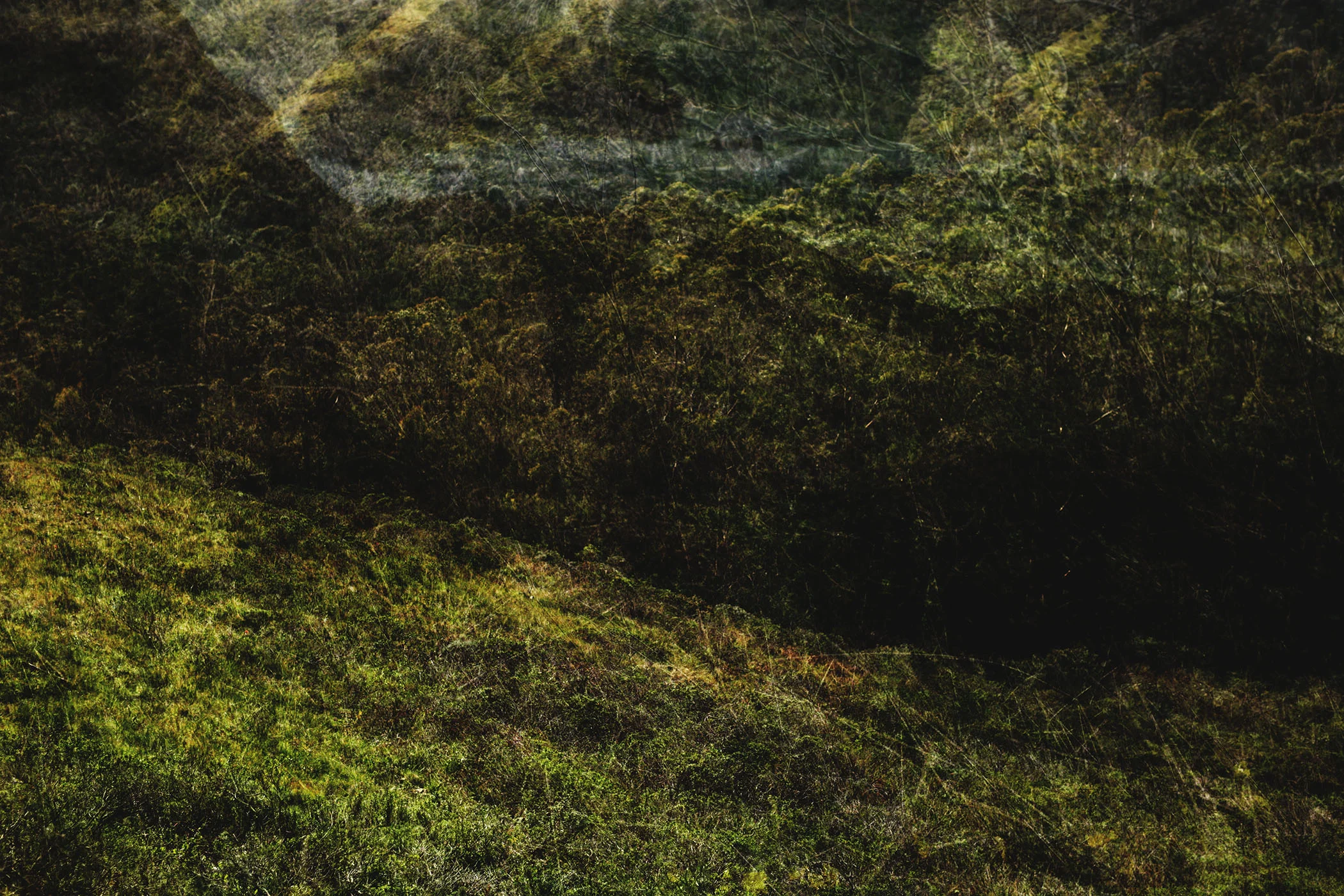 Marin Landscape 24