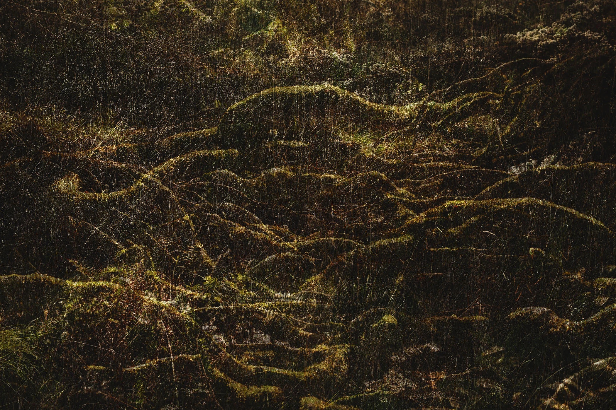 Landscape 16