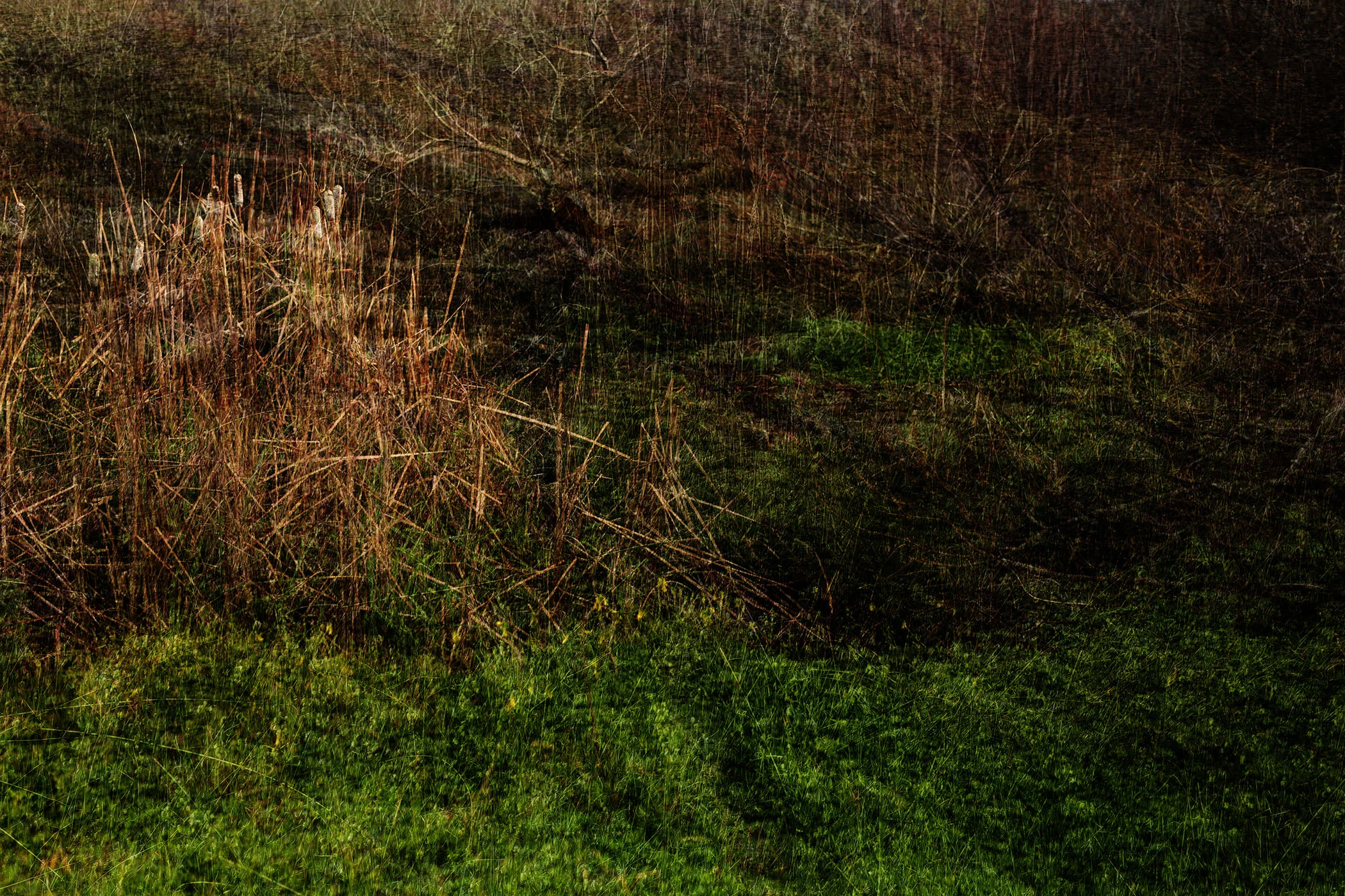 Marin Landscape 18