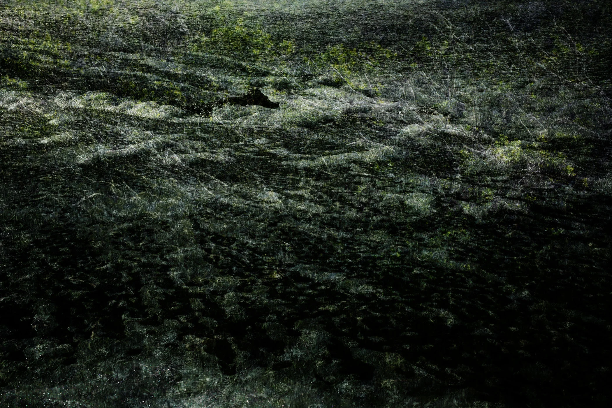 Marin Landscape 17
