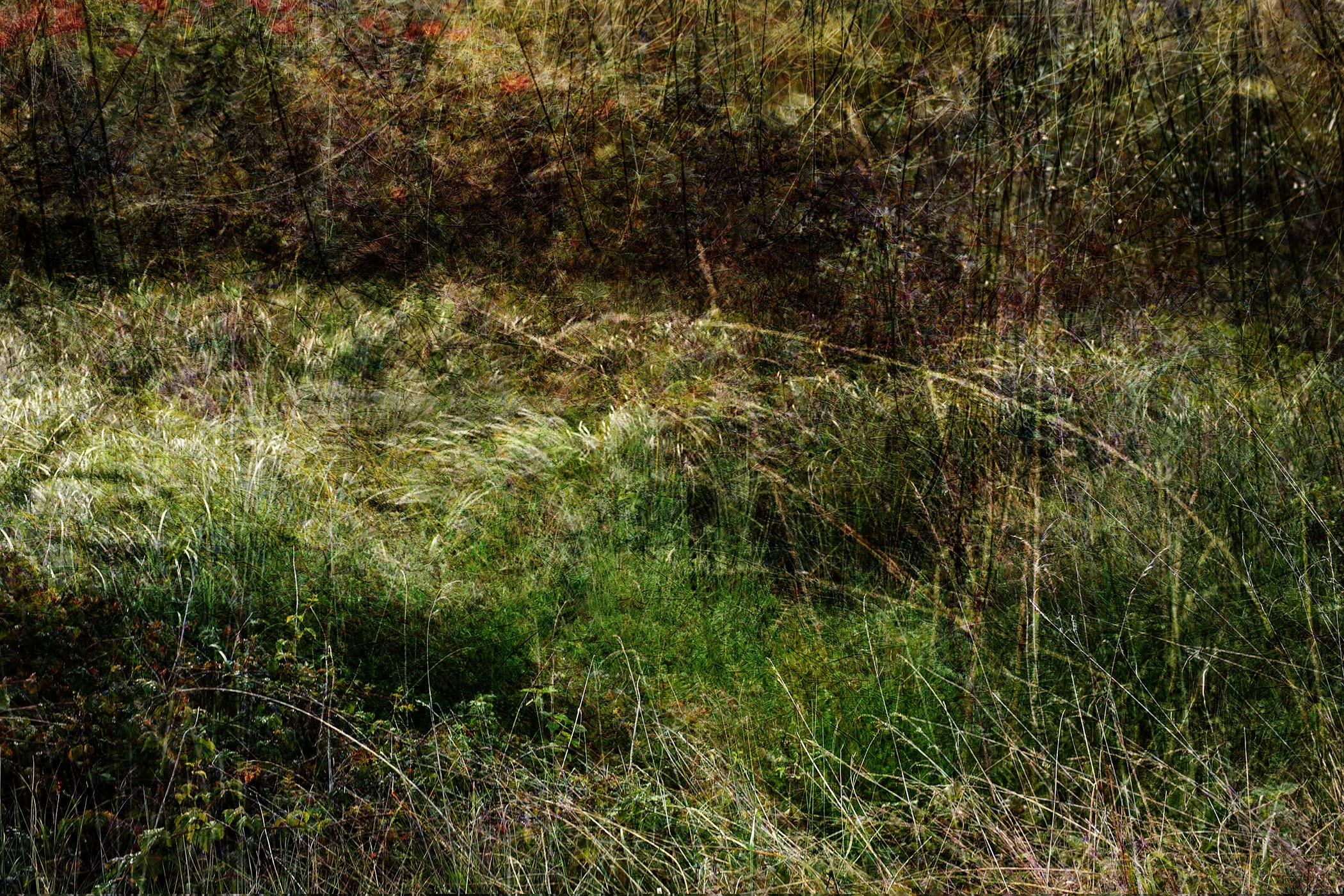 Marin Landscape 6