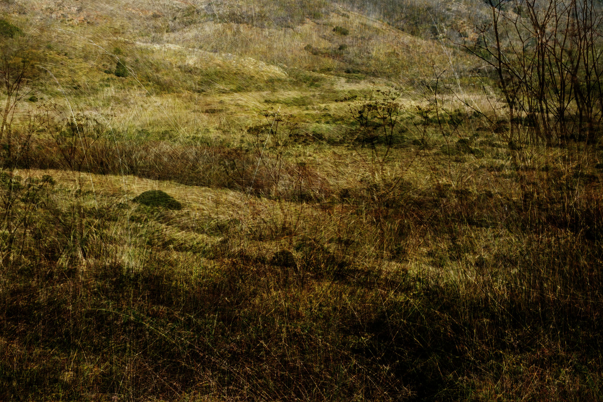 Marin Landscape 7