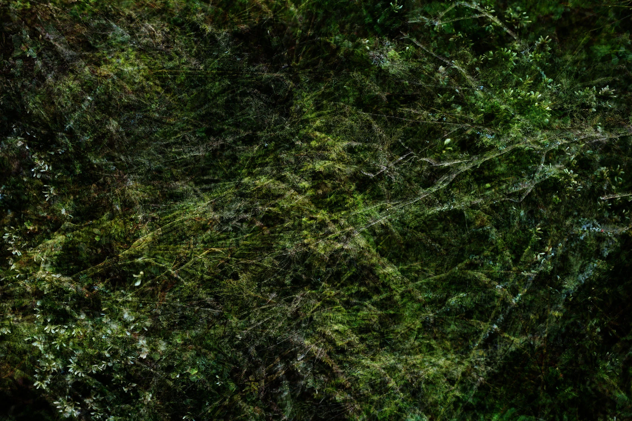 Marin Landscape 11