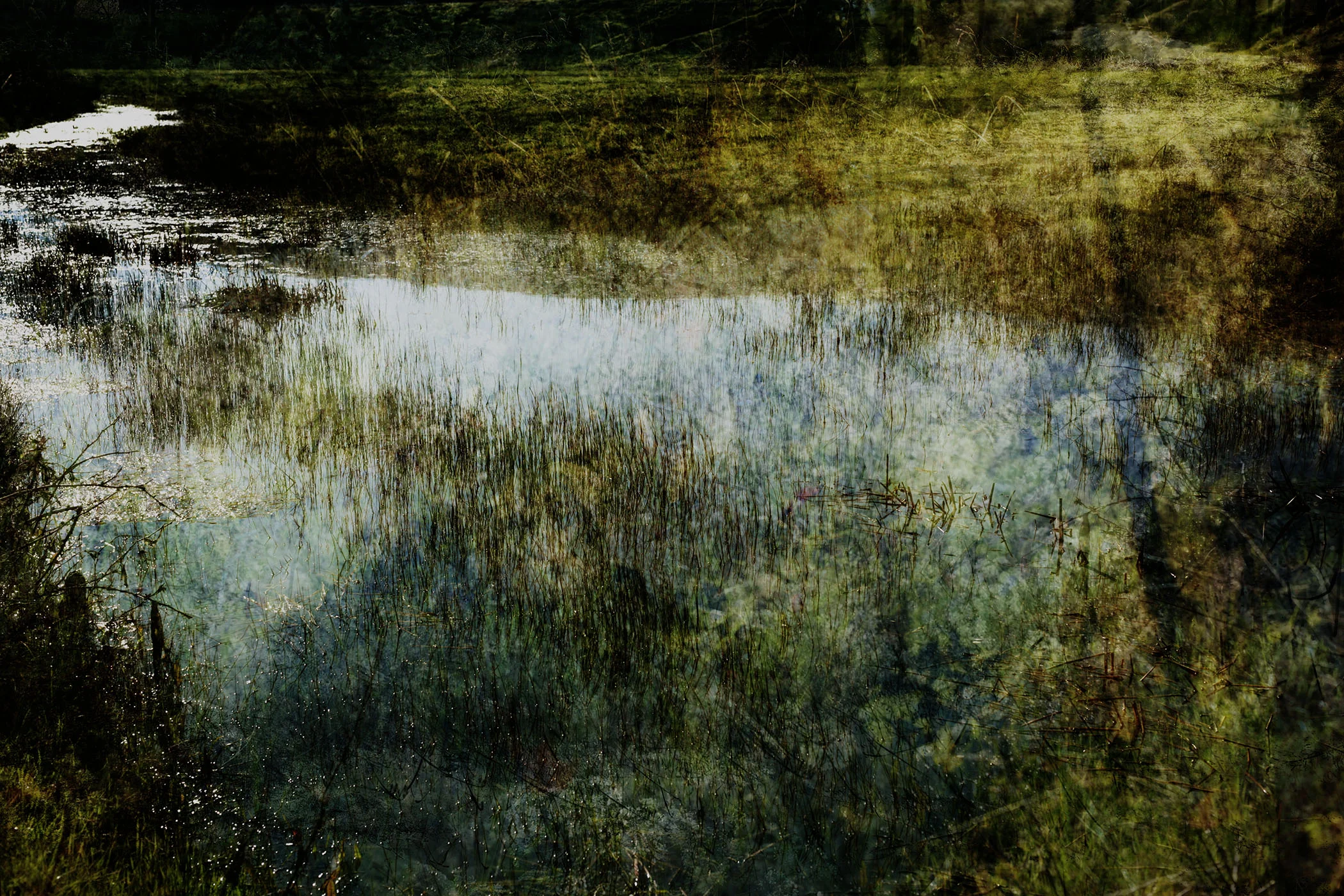 Marin Landscape 12