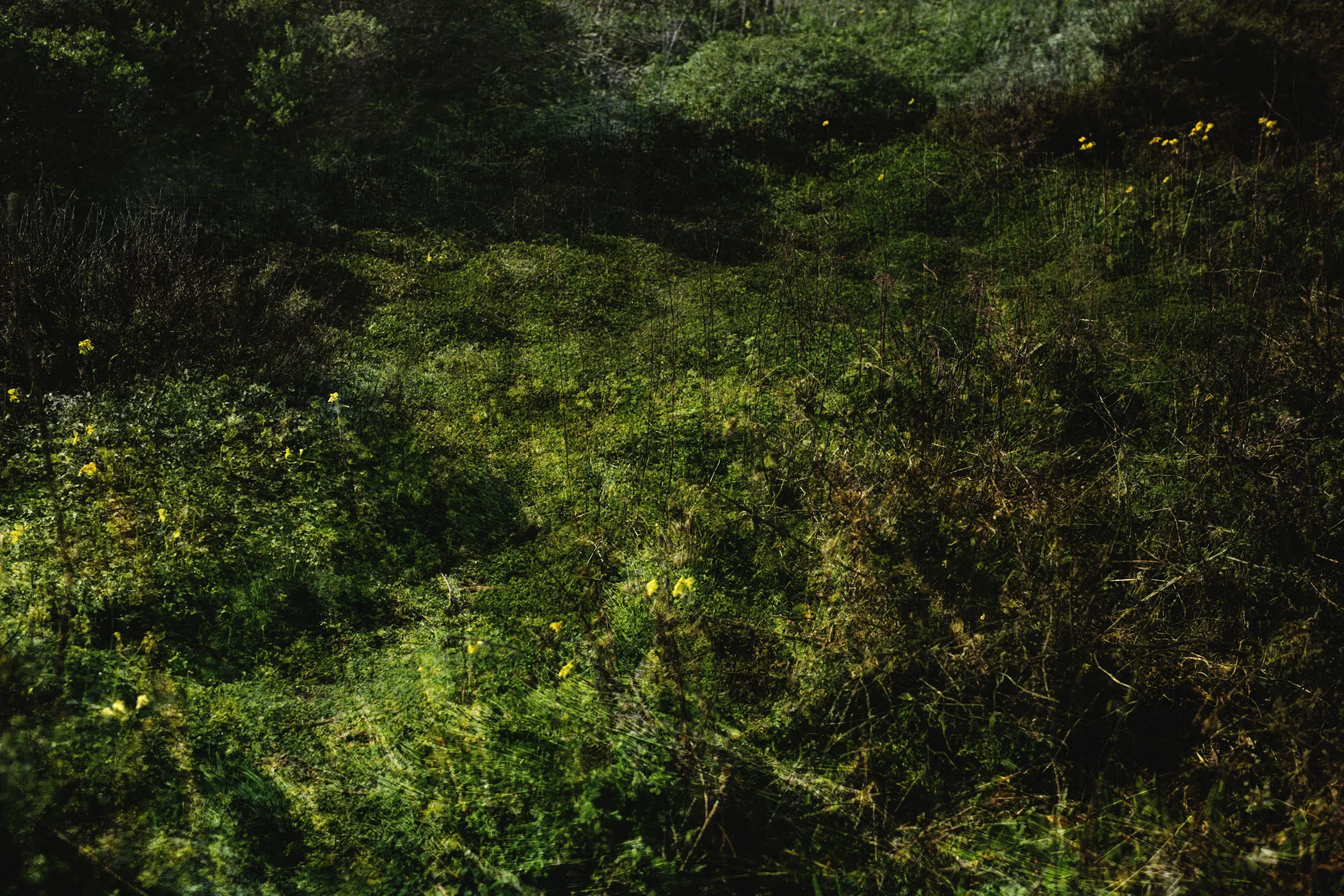 Marin Landscape 21